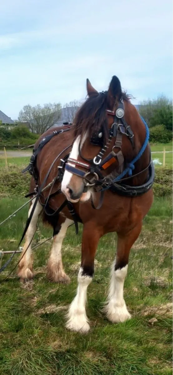 Clydesdale foal - Image 2