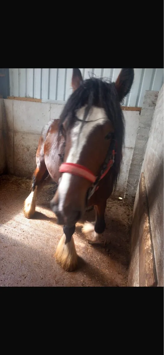 Clydesdale foal - Image 3