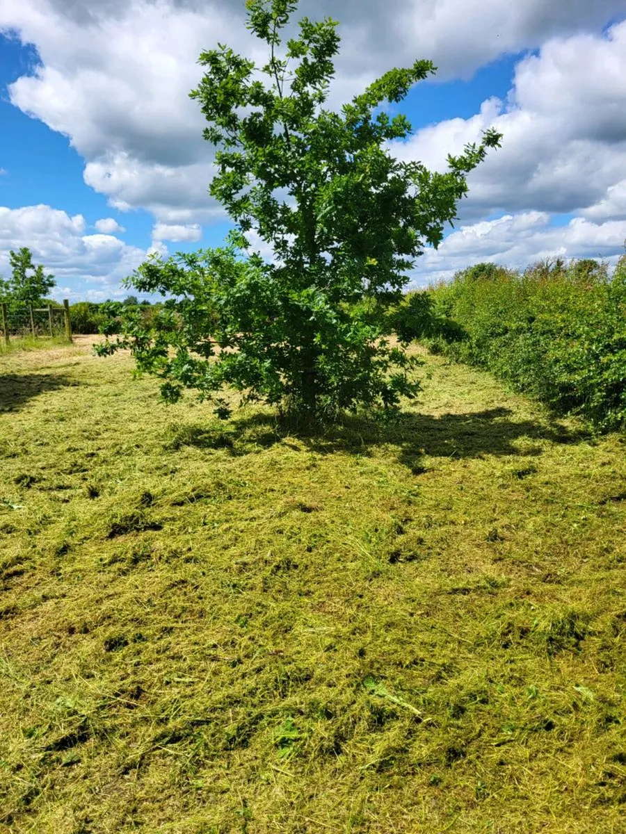 Tree and gardening services - Image 2