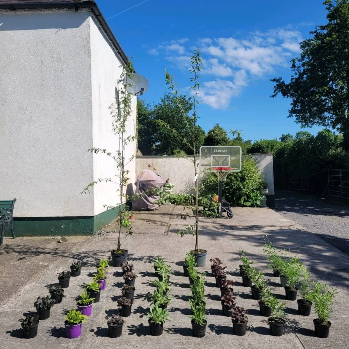 clearence of super flowering plants and trees - Image 1