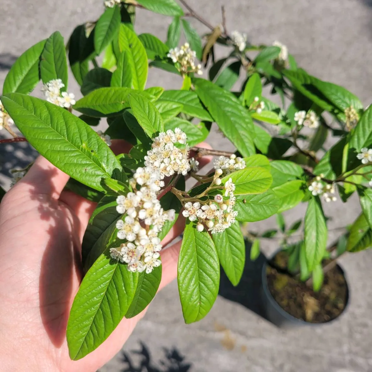 clearence of super flowering plants and trees - Image 2