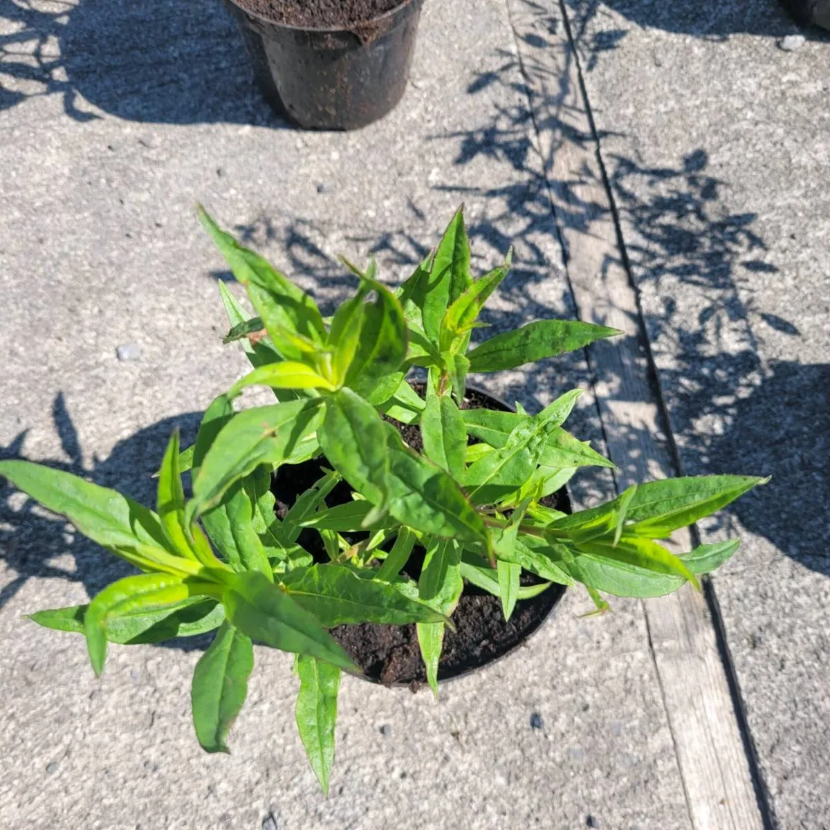 clearence of super flowering plants and trees - Image 3