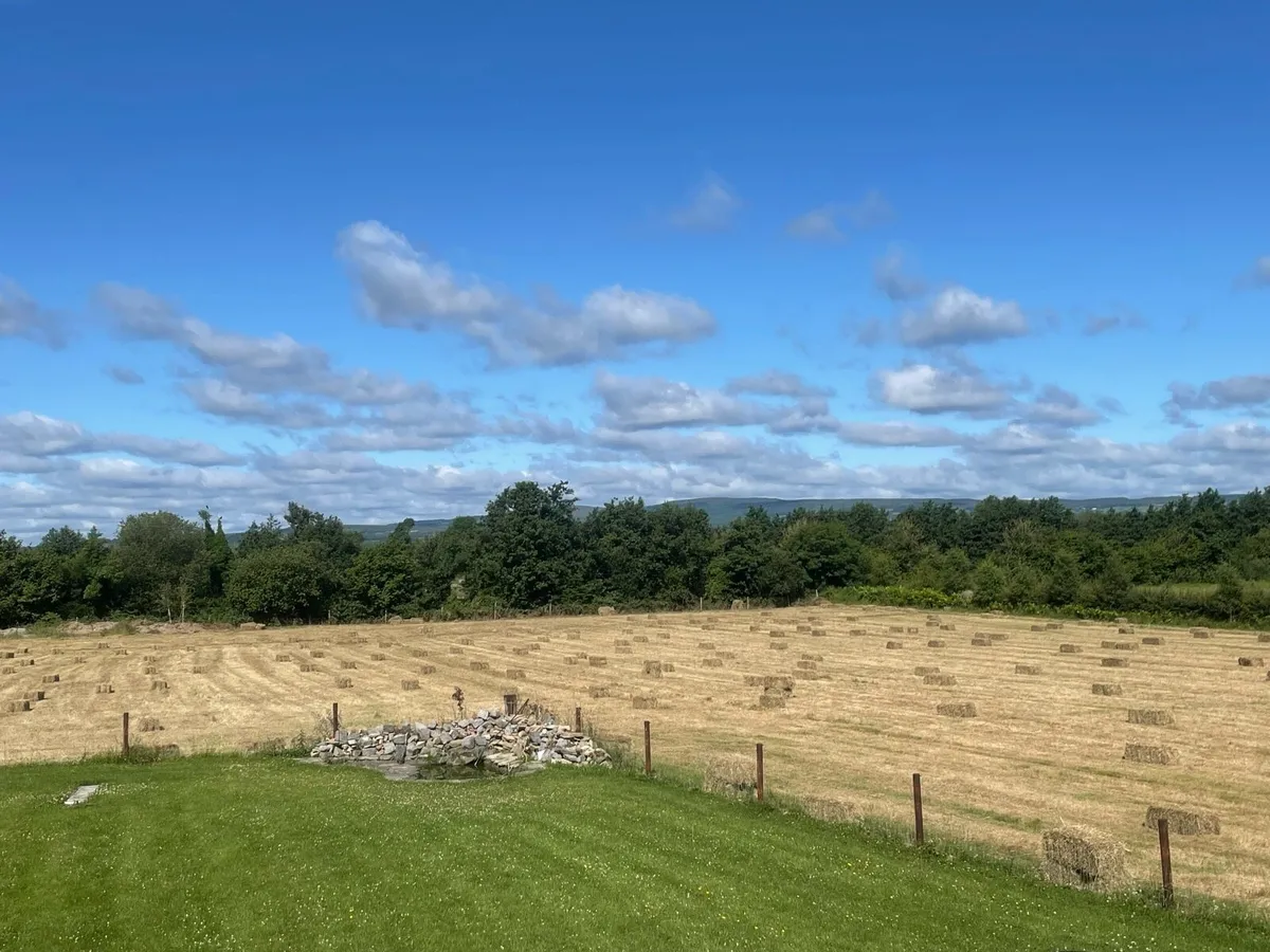 Meadow hay - Image 1