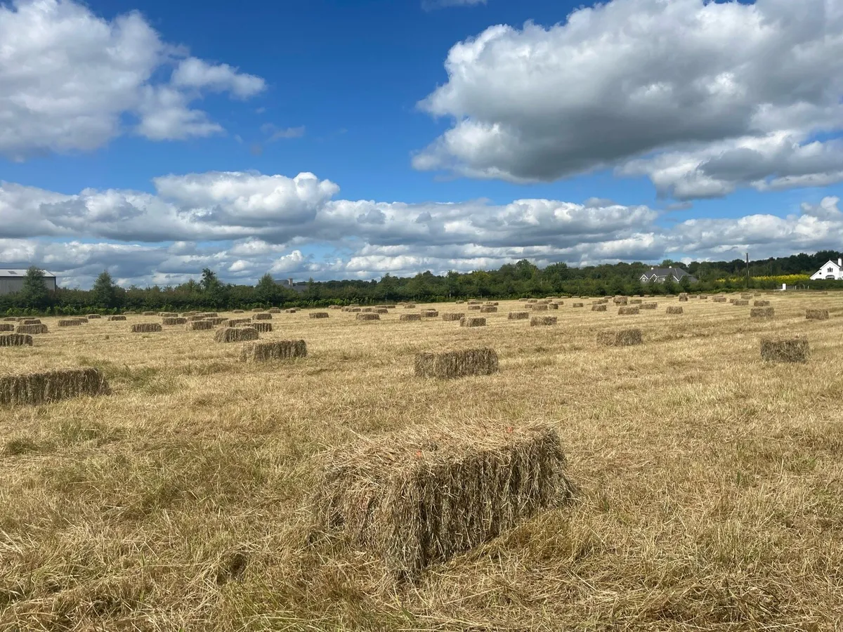 Meadow hay - Image 2