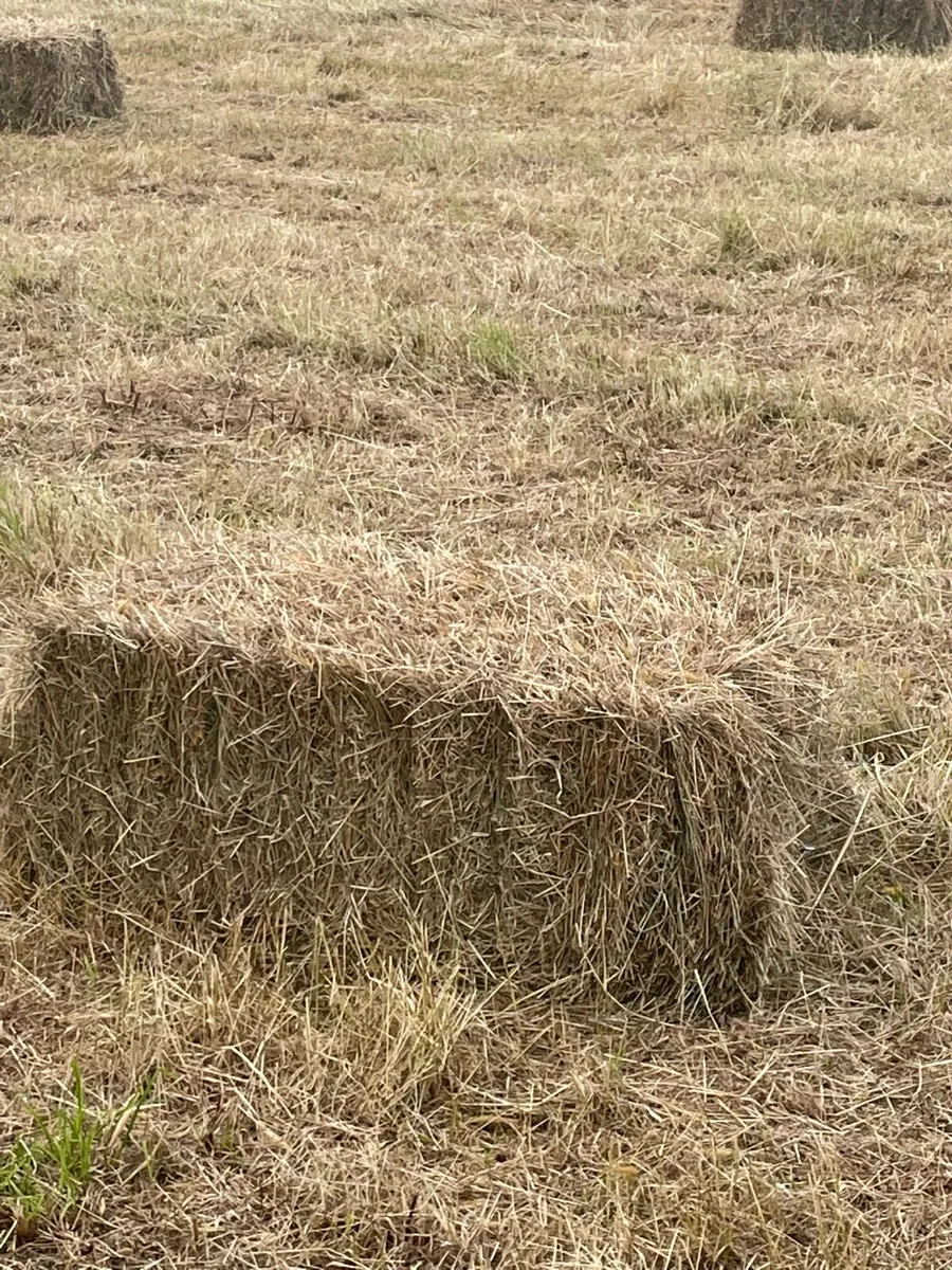 Meadow hay - Image 3