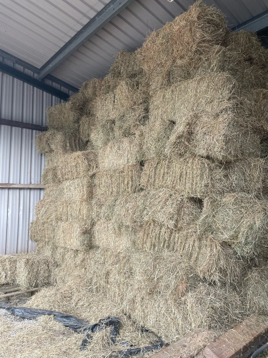 Meadow hay - Image 4