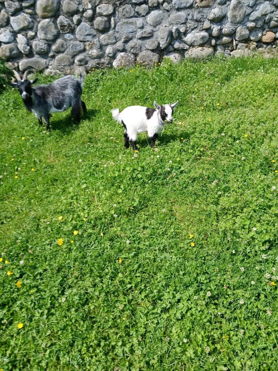 Pygmy goats - Image 1
