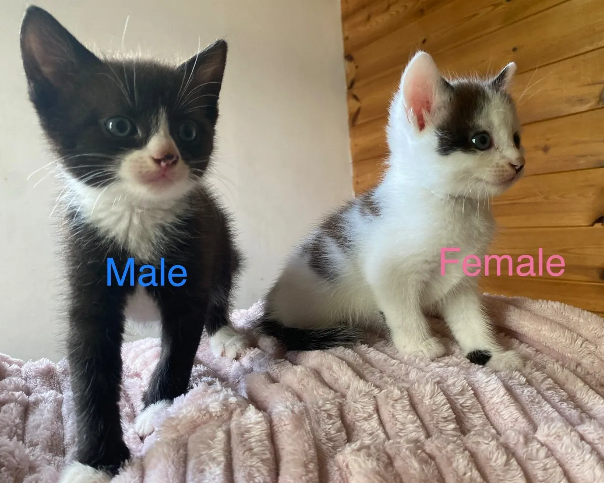 Beautiful Kittens-potty trained - Image 2