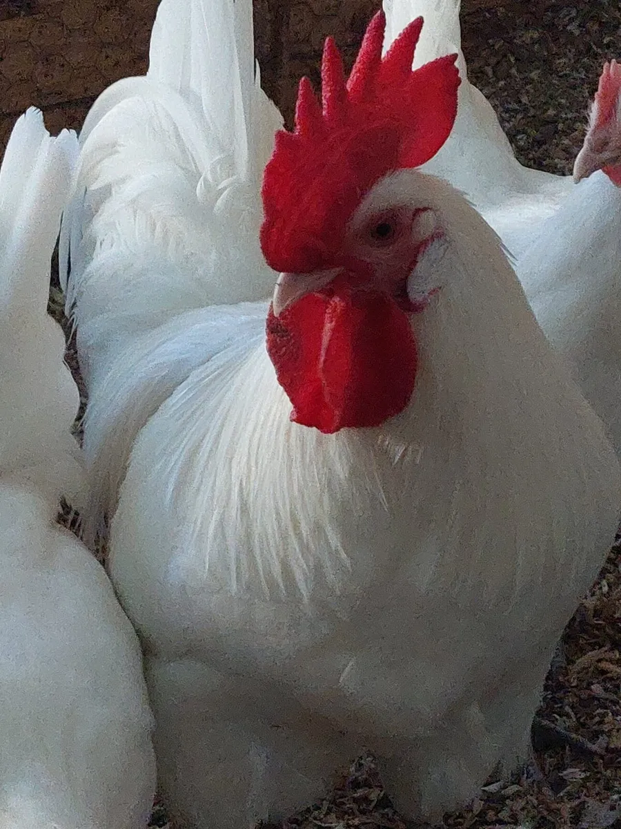 Pure Bred Pairs and Trios large fowl pullets - Image 1