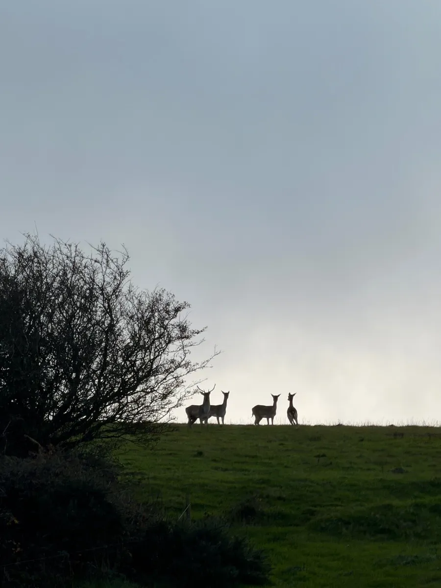 Deer hunting - Image 1