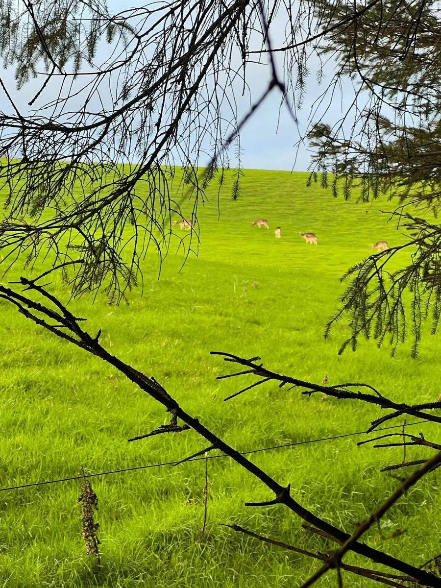Deer hunting - Image 3