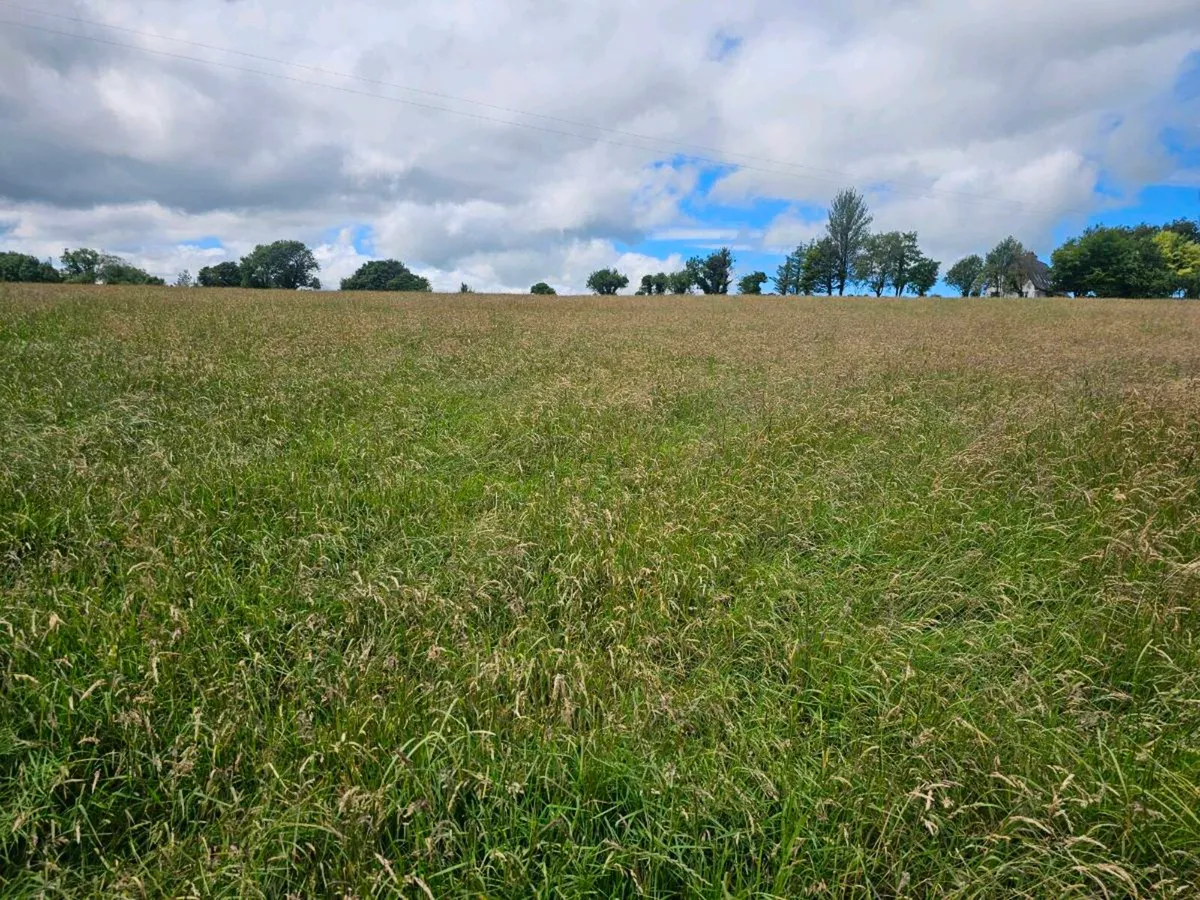 Hay - Image 2