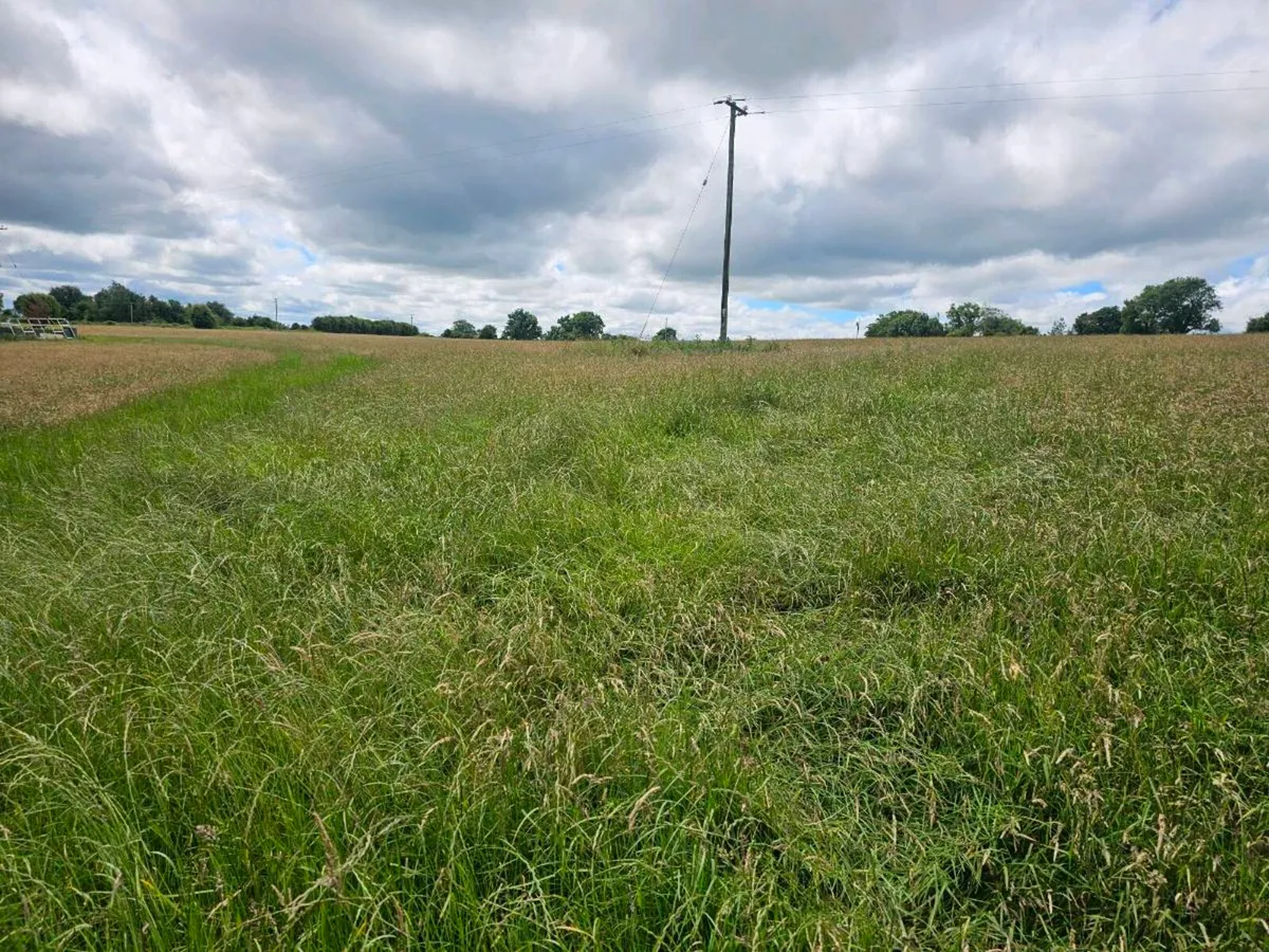 Hay - Image 3