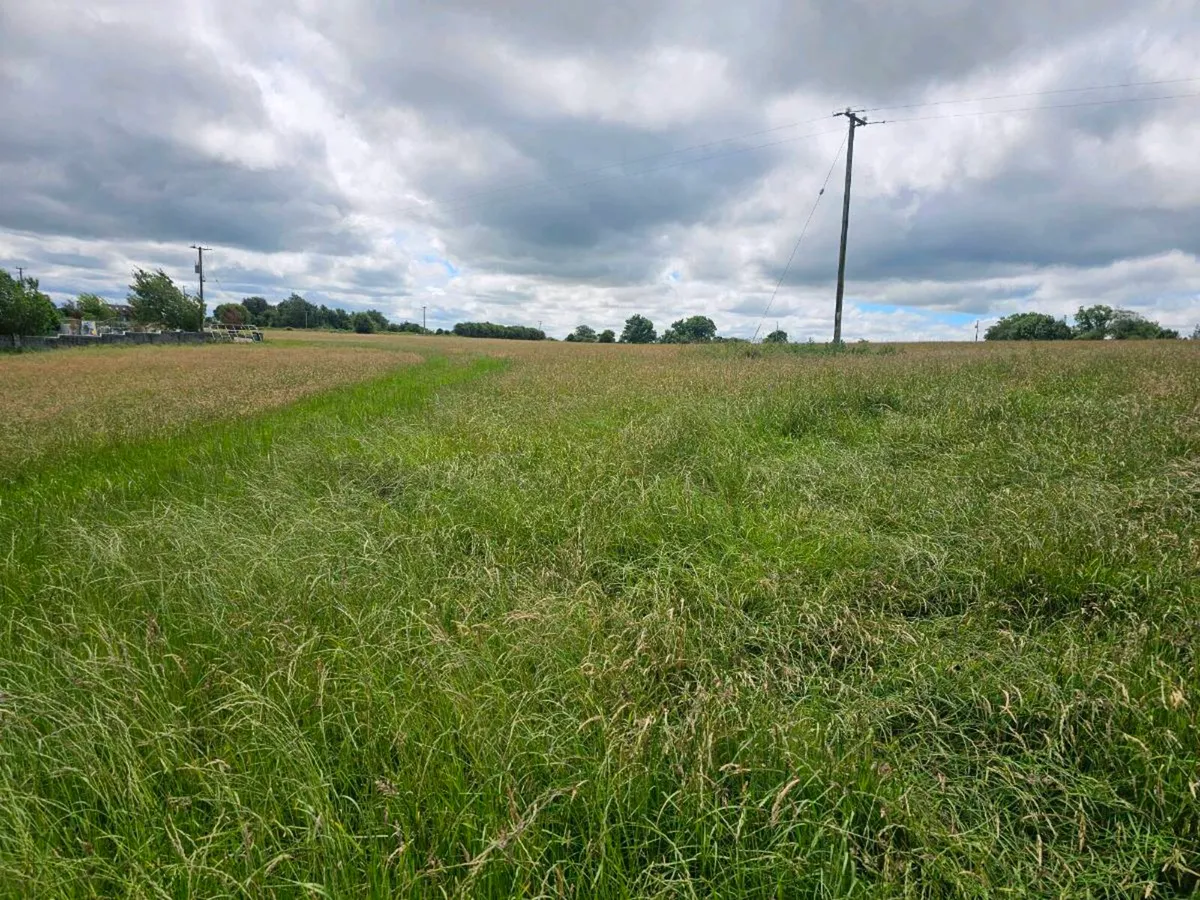 Hay - Image 4