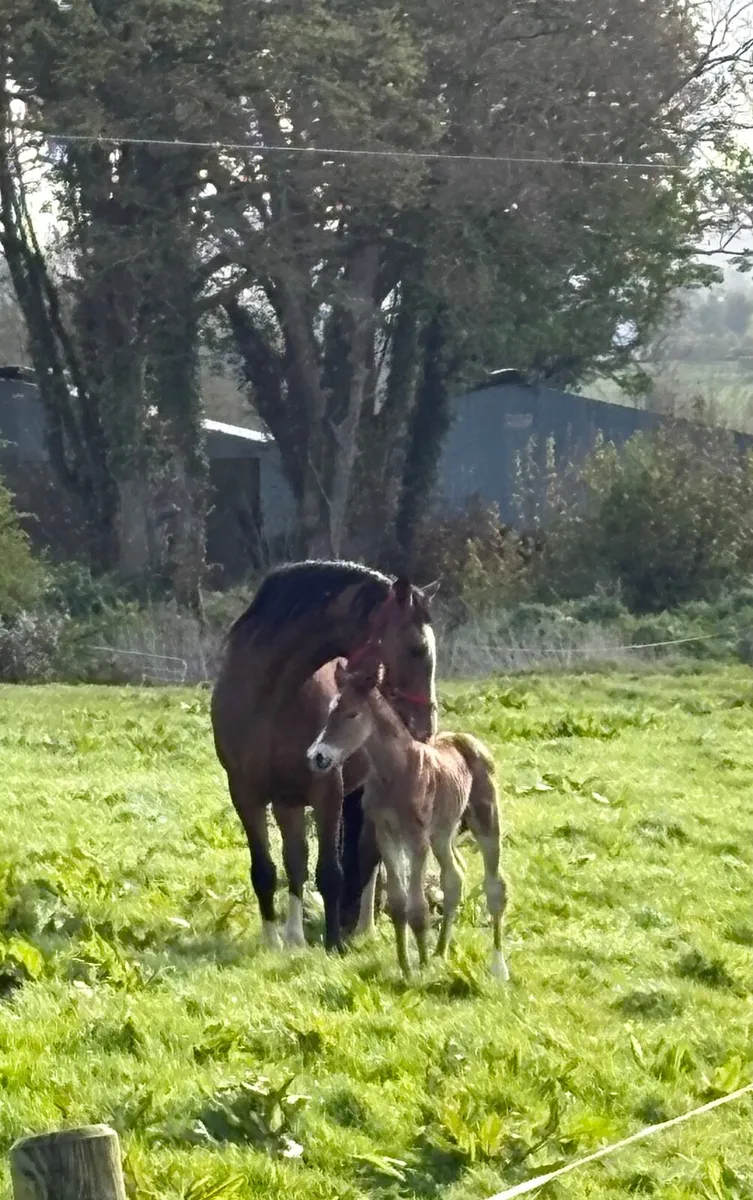 In foal Arko Broodmare with foal at foot - Image 2
