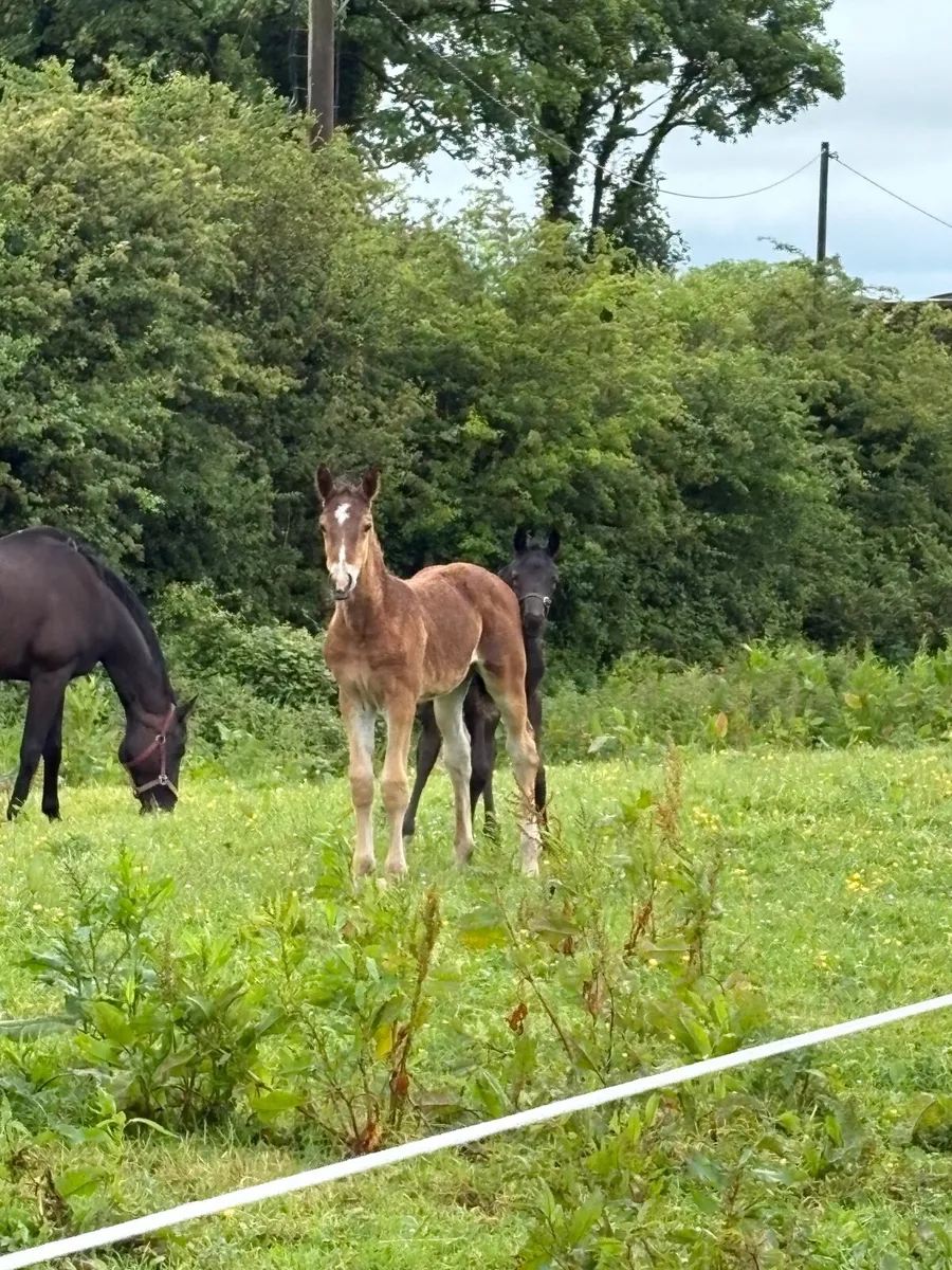 In foal Arko Broodmare with foal at foot - Image 3