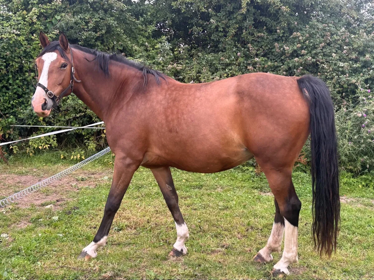 In foal Arko Broodmare with foal at foot - Image 1