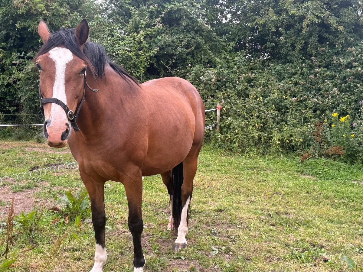 In foal Arko Broodmare with foal at foot - Image 4