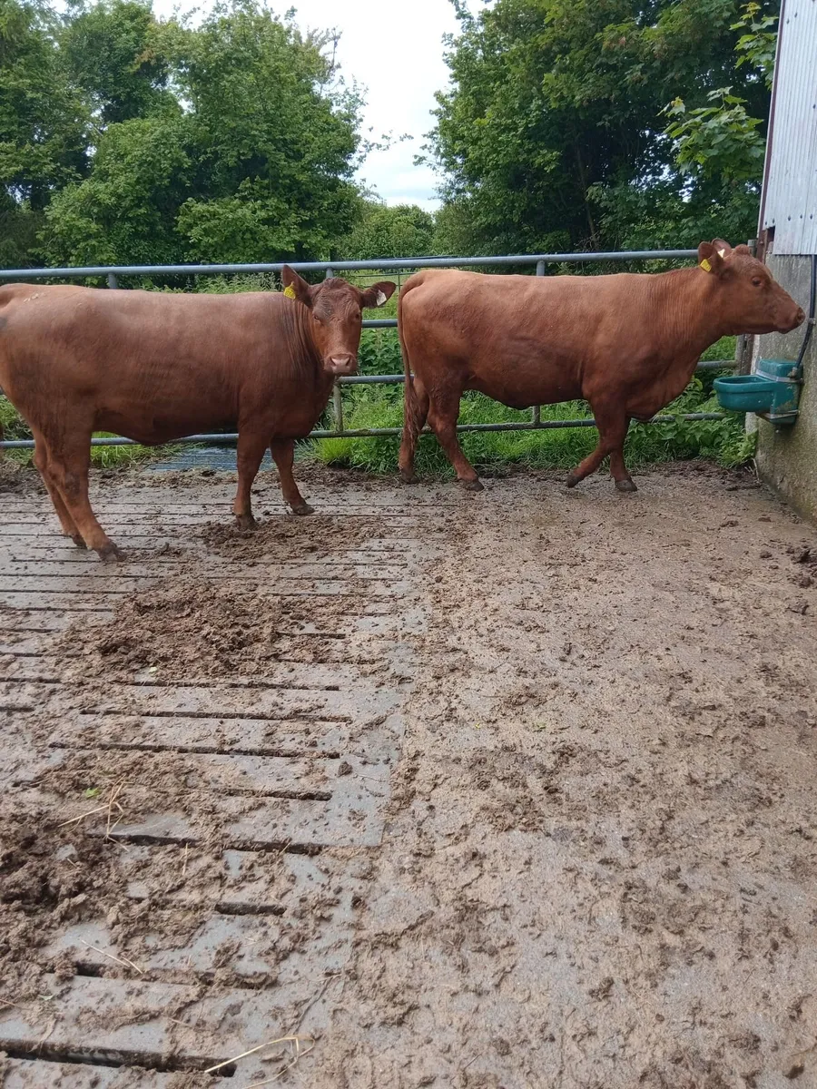 Heifers in calf - Image 1