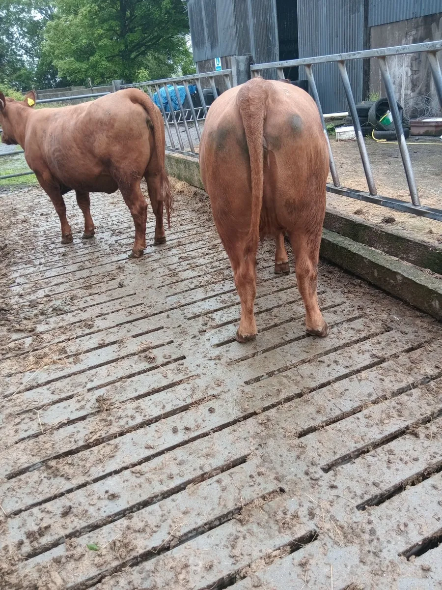 Heifers in calf - Image 2