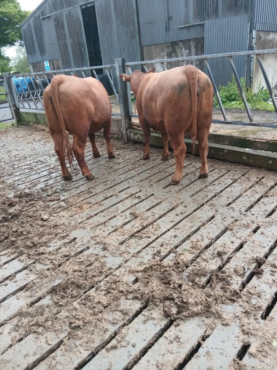 Heifers in calf - Image 3