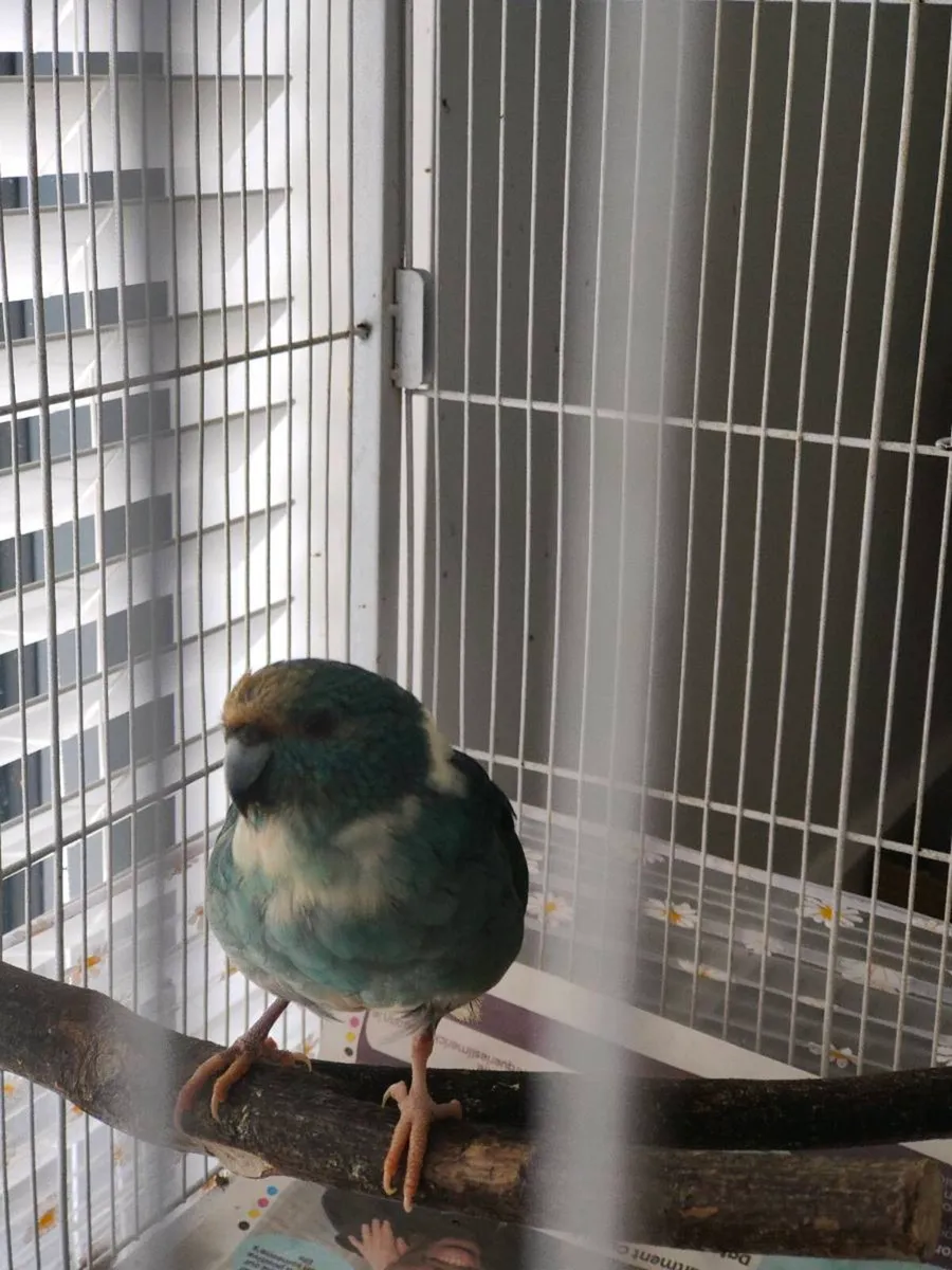 Bird cages and 2 kakarikis male and female - Image 1