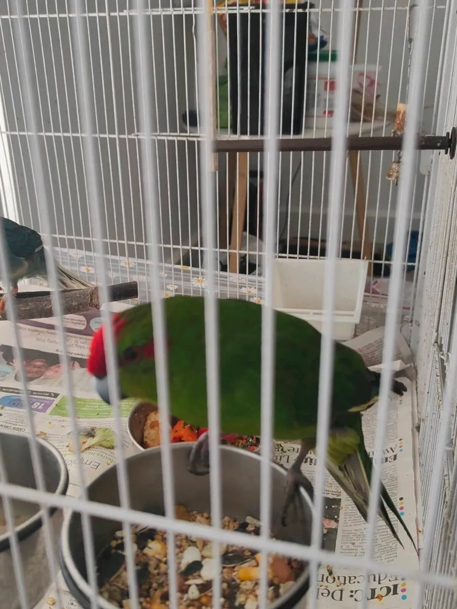 Bird cages and 2 kakarikis male and female - Image 4