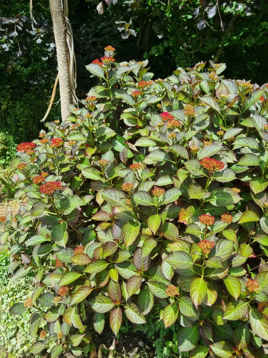 hydrangea - Image 4