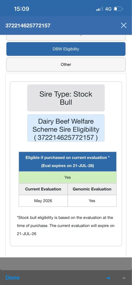 Pedigree Angus bull - Image 3