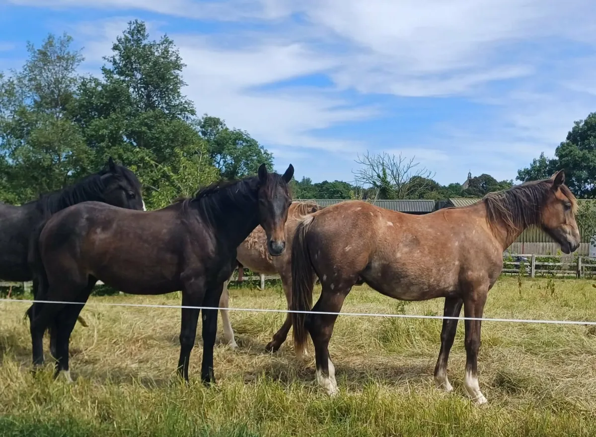 Horses - Image 3