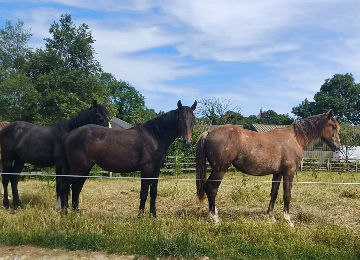 Horses - Image 4