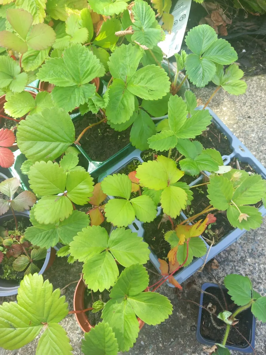 Tomatoe plants - Image 3