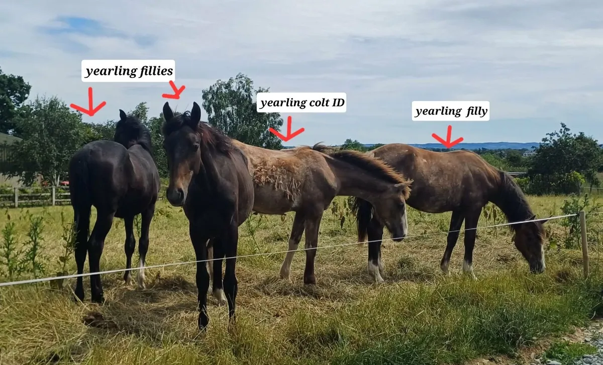 Draught Horses - Image 3
