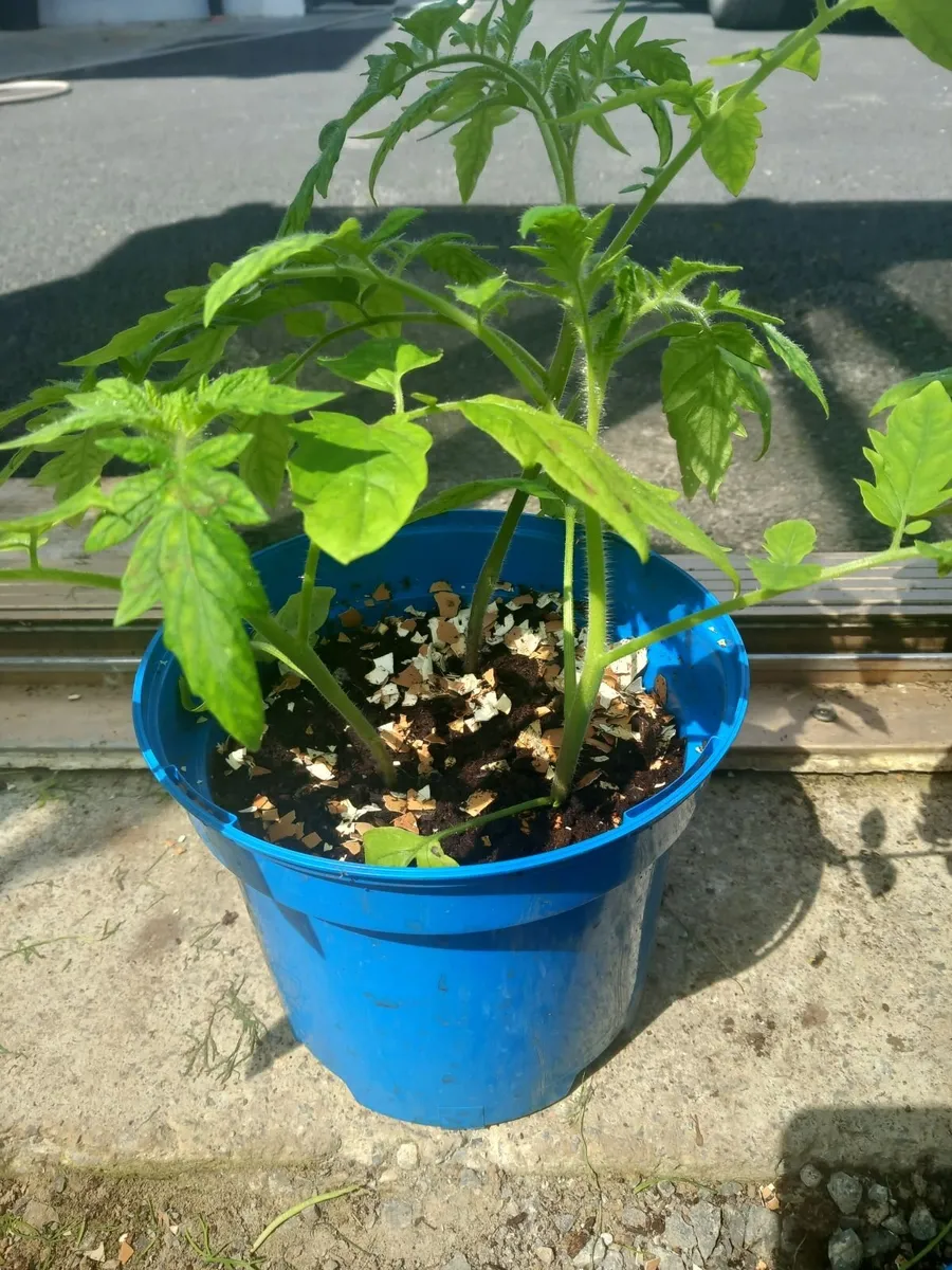 Tomatoe plants - Image 1
