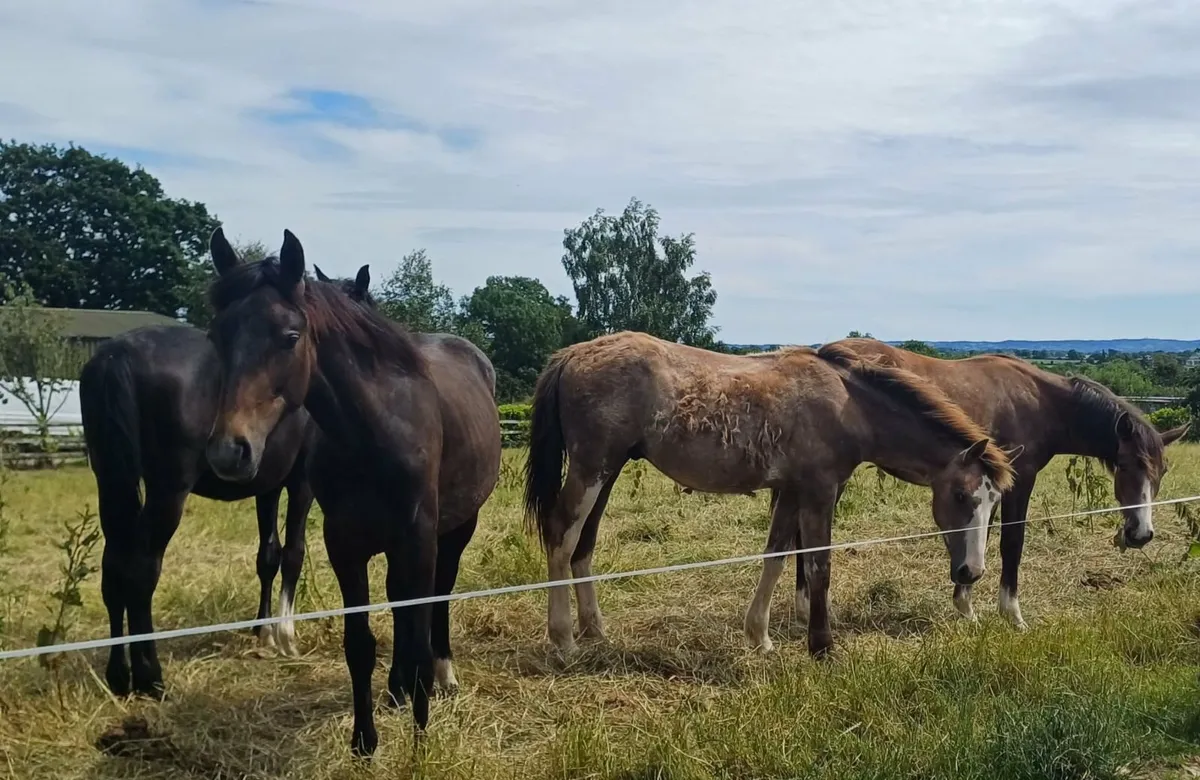 Horses - Image 2