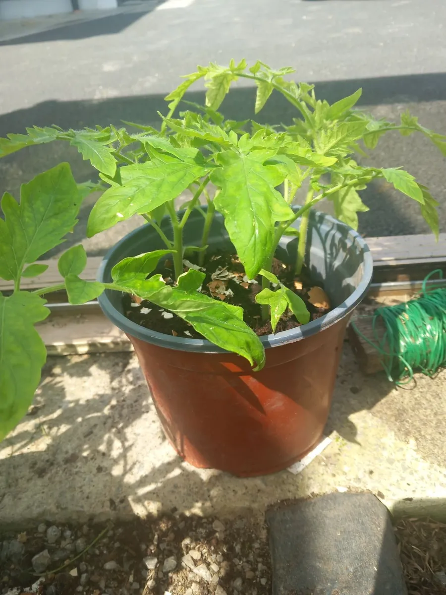 Tomatoe plants - Image 2