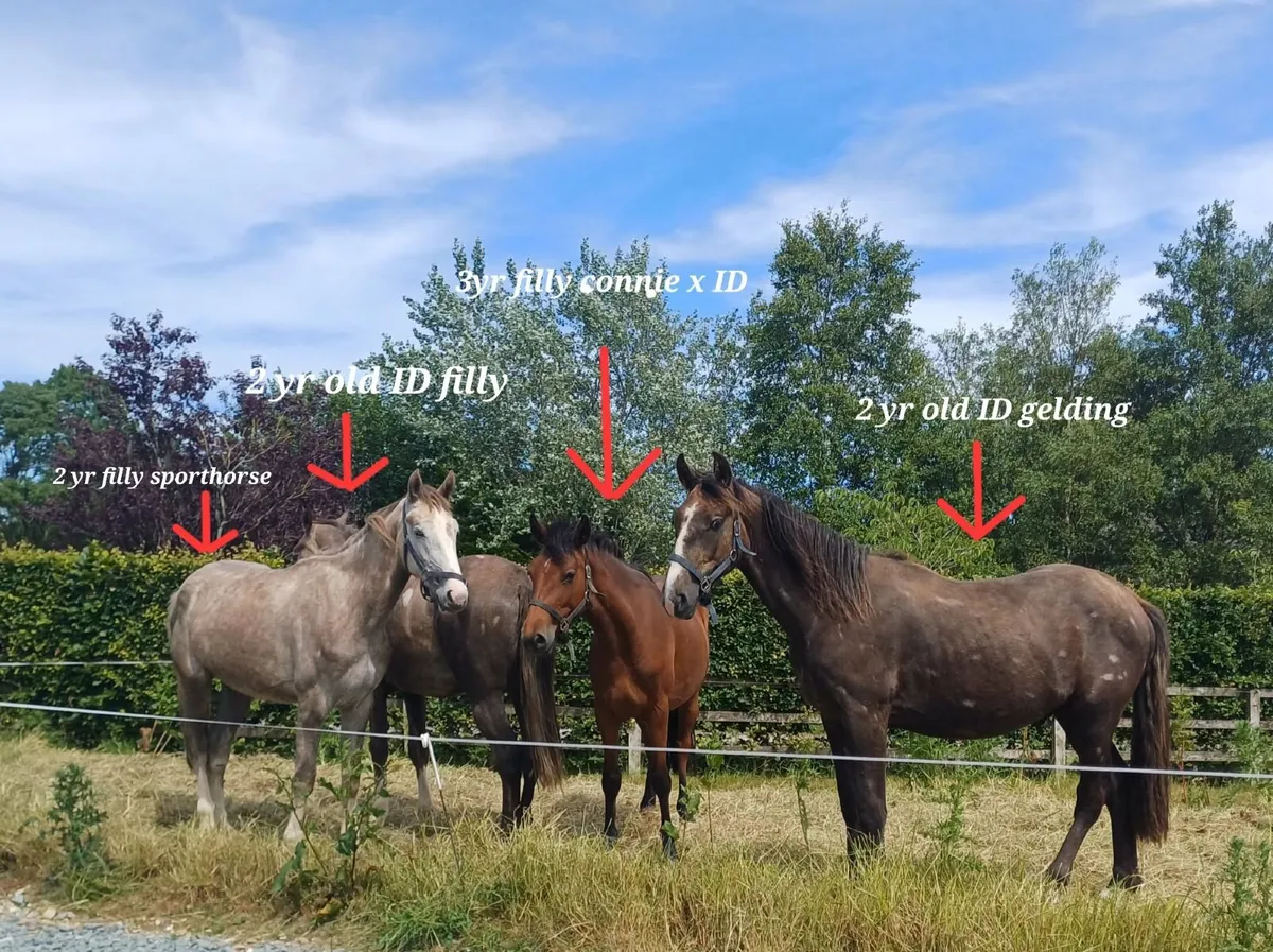 Draught Horses - Image 4