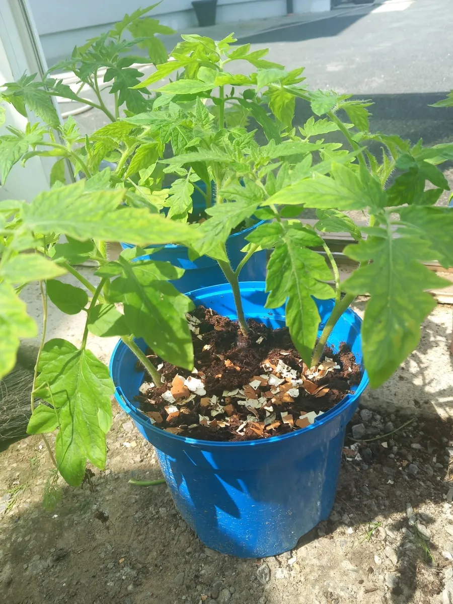 Tomatoe plants - Image 4