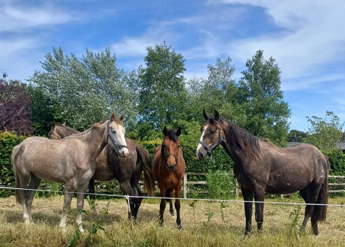 Horses - Image 1