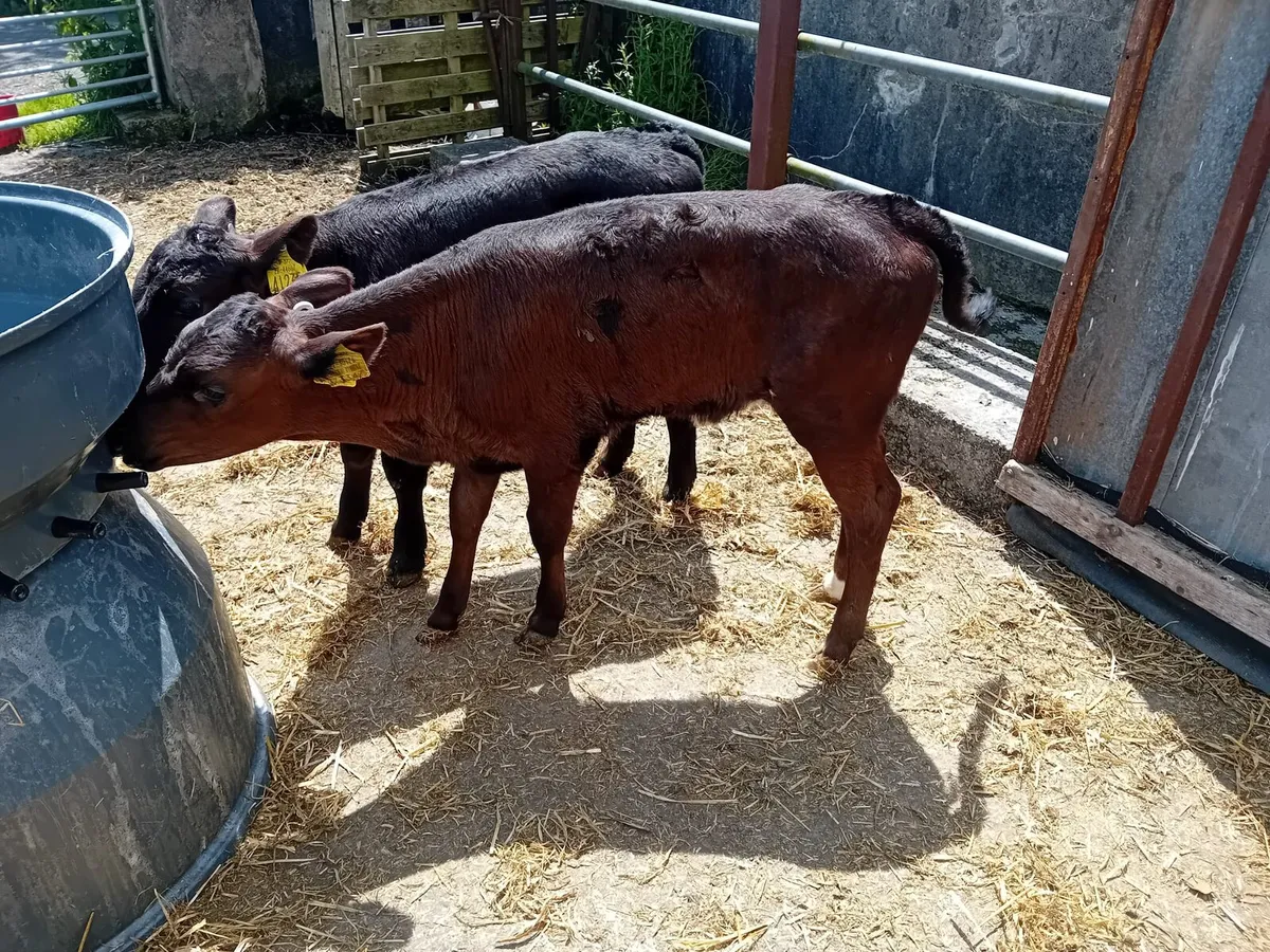 Calves  and runners - Image 4