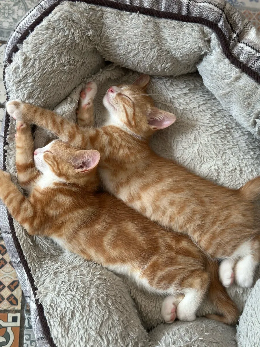 Ginger Kittens - Image 1