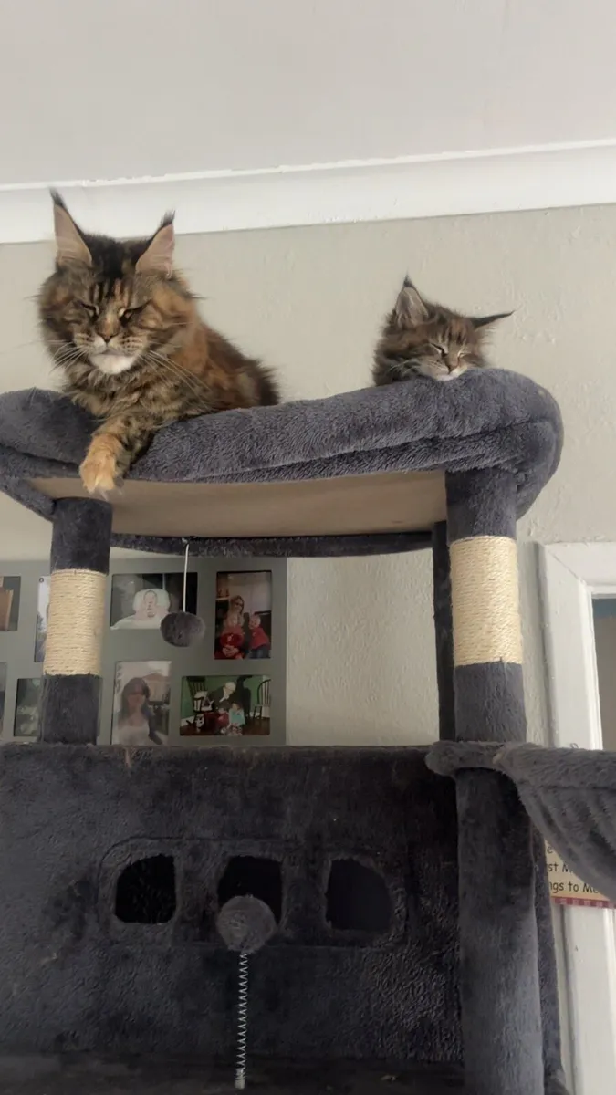 Maine Coon Kittens **One Tabby Girl Remaining** - Image 3