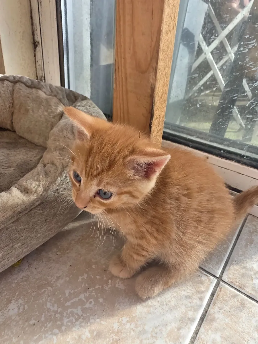 Lovely kitties for good homes only - Image 4