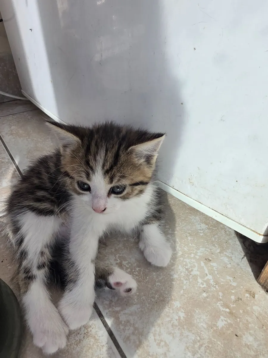 Lovely kitties for good homes only - Image 3