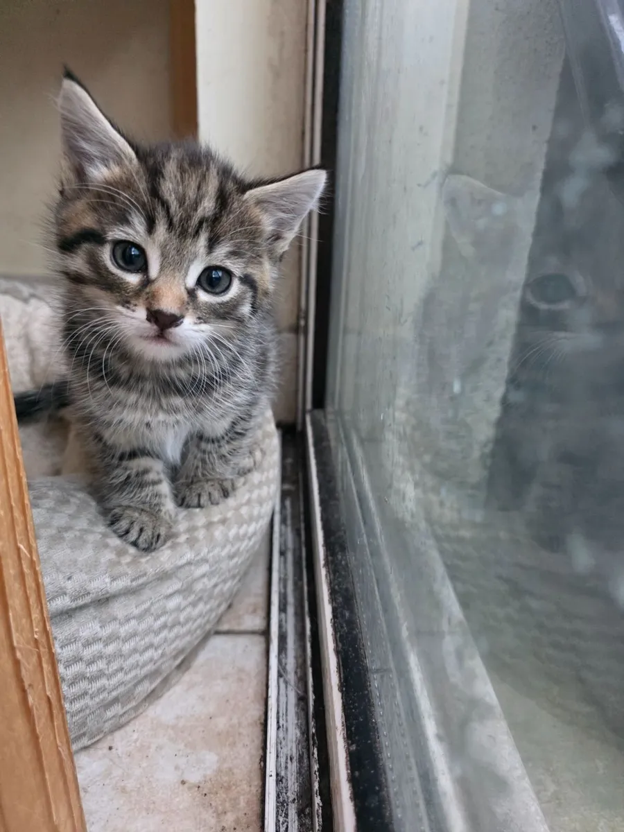 Lovely kitties for good homes only - Image 2