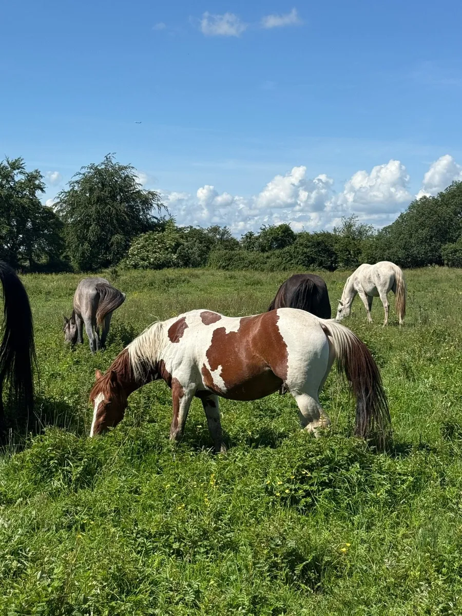 3 & 4 year old geldings - Image 1