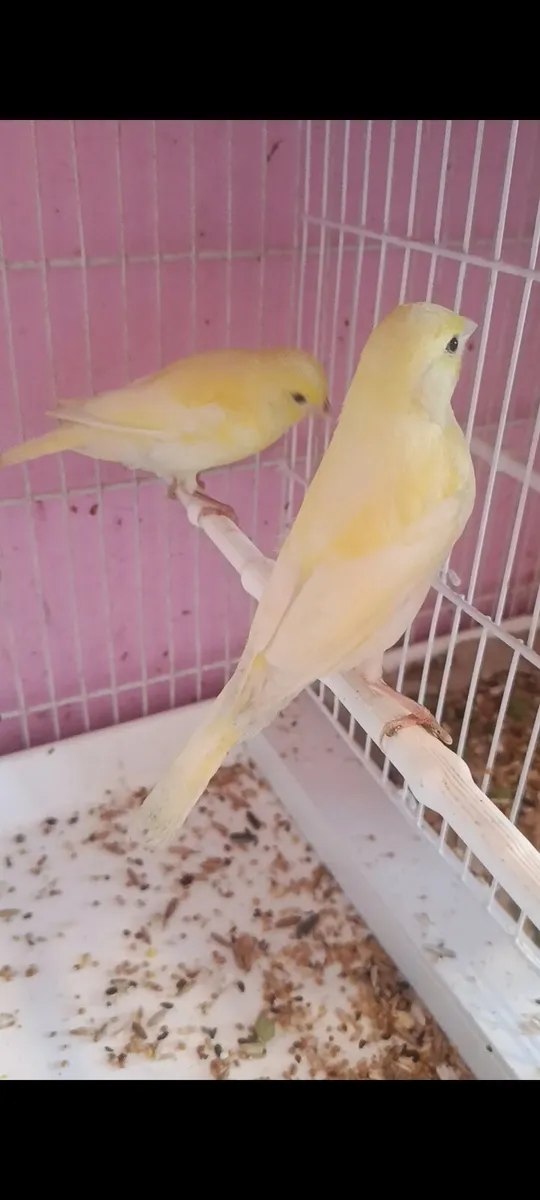 2 hen canaries - Image 1