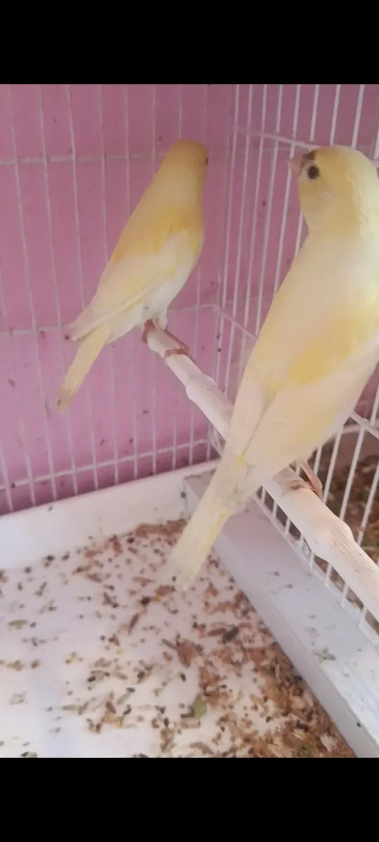 2 hen canaries - Image 2