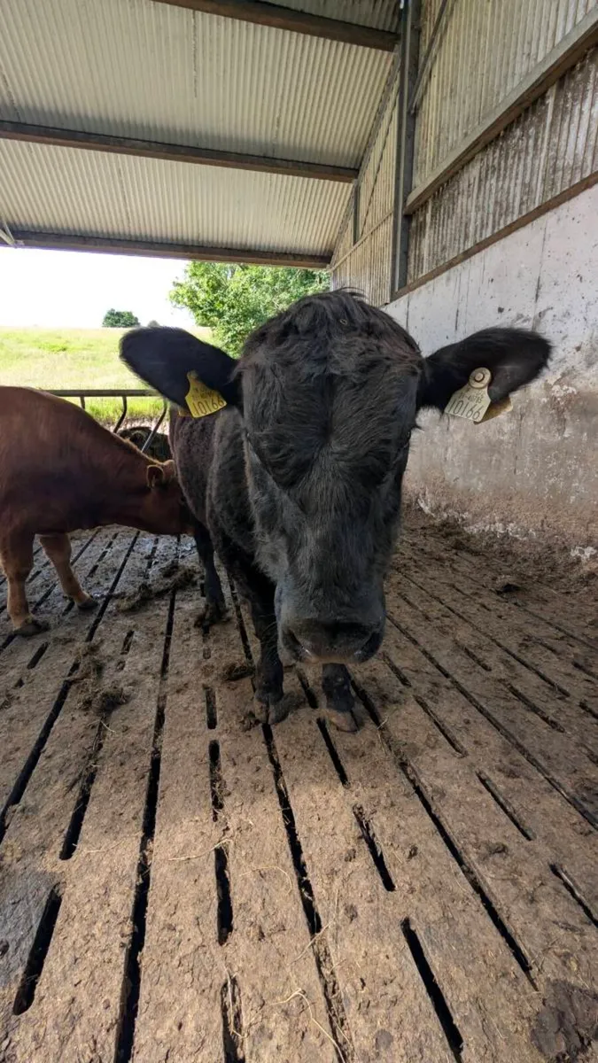 PBR Bulls - Image 2