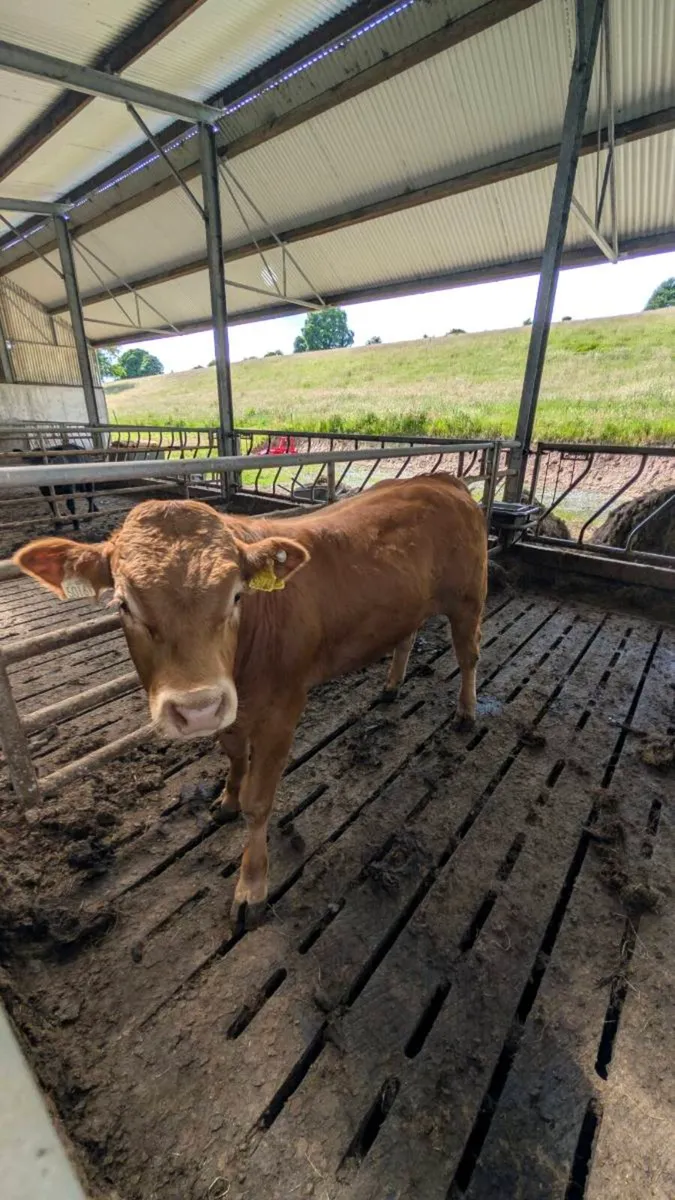 PBR Bulls - Image 3
